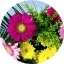 Blumenwerkstatt - Flowerforyou - Inh. Peter Frankenberger